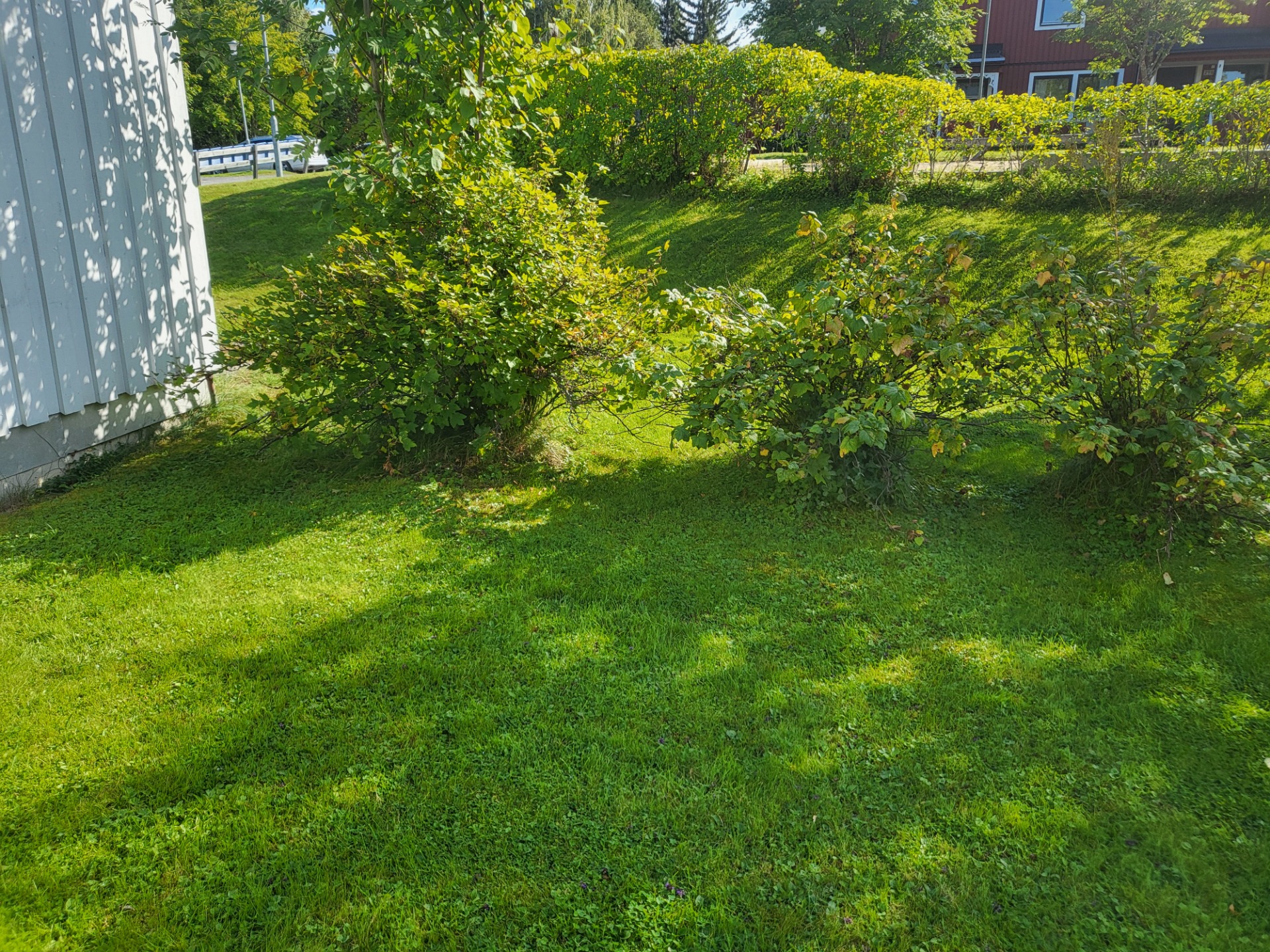 Trädgård
